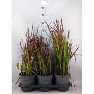 Imperata cylindrica 'Red Baron'