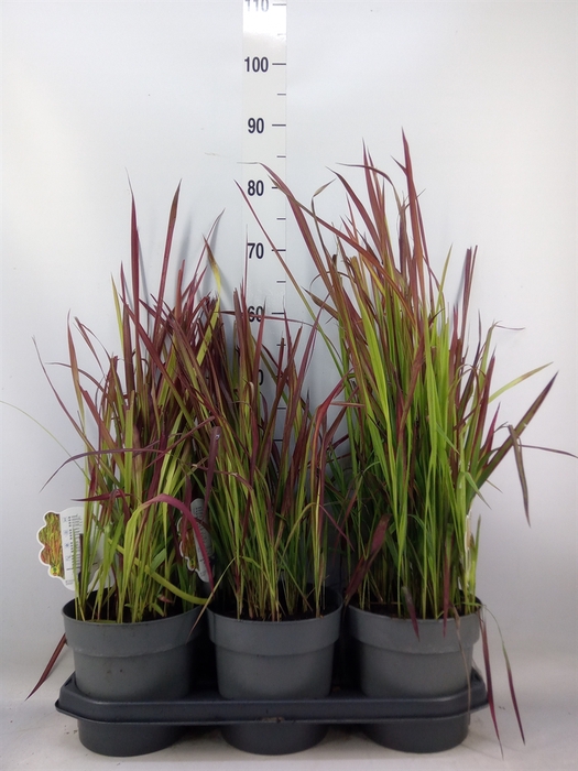 <h4>Imperata cylindrica 'Red Baron'</h4>