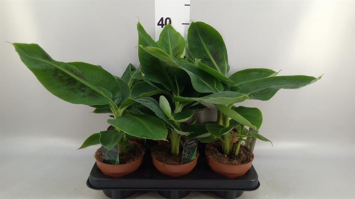 <h4>Musa 'Tropicana'</h4>