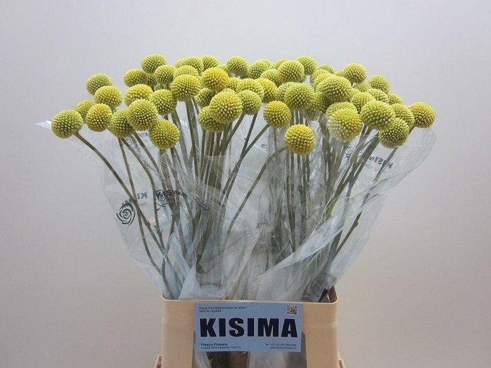 <h4>CRAS PAINTBALL POP</h4>