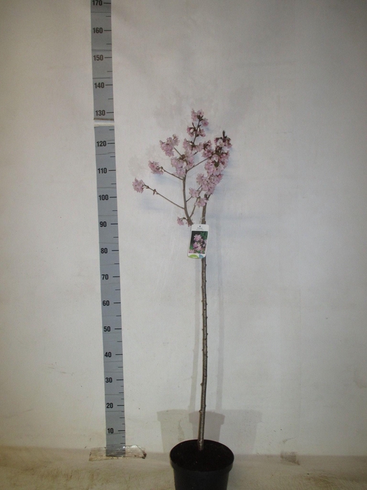 <h4>PRUN NI RUBY</h4>