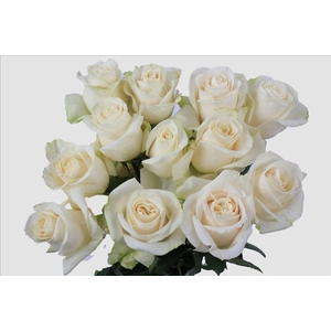 Rosa ec vendela