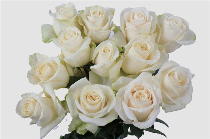 <h4>Rosa ec vendela</h4>