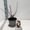 Physocarpus opulifolius
