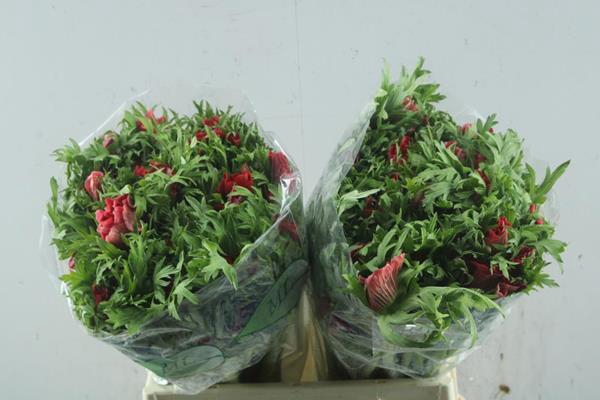 <h4>Anem Co Galil Rood L40</h4>