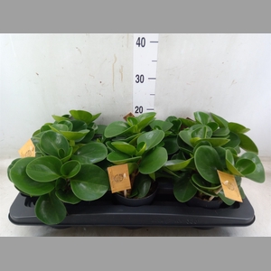 Peperomia obt. 'Green Gold'