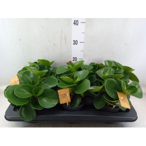 Peperomia obt. 'Green Gold'
