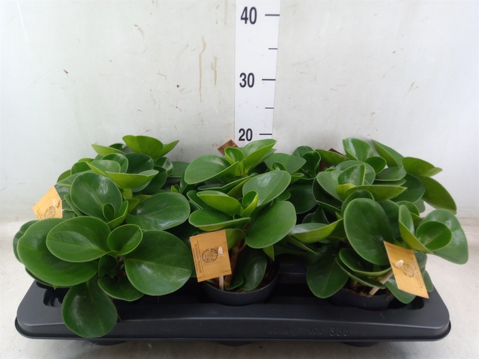 <h4>Peperomia obt. 'Green Gold'</h4>