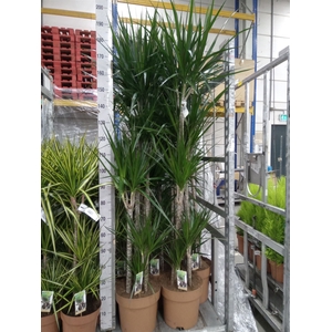 Dracaena marg.