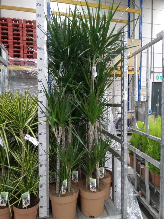 <h4>Dracaena marg.</h4>