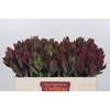 Leucadendron Senorita