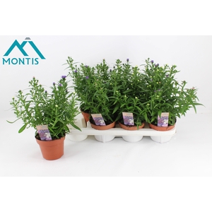 ASTER SHOWM GEM
