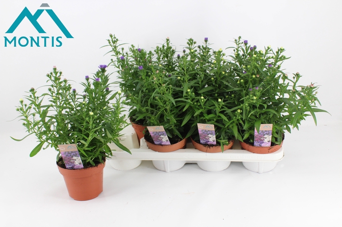 <h4>ASTER SHOWM GEM</h4>
