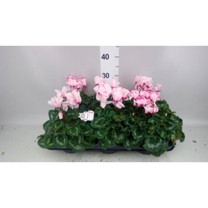Cyclamen GR   ...