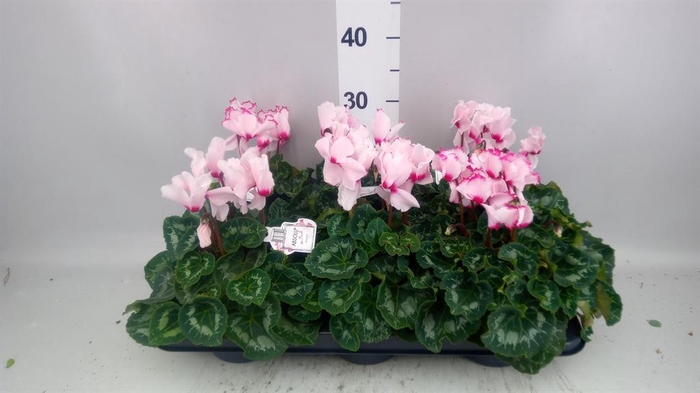 <h4>Cyclamen GR   ...</h4>