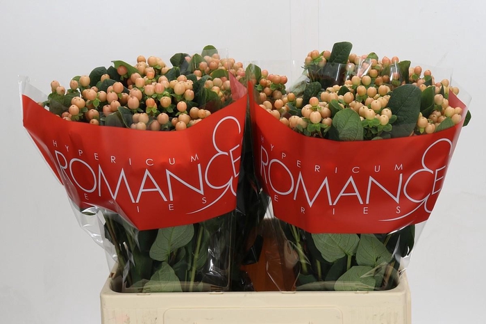 Hypericum Mellow Romance