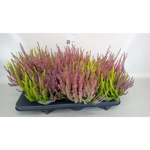 Calluna vulg. 'Beauty L'  ..mix 3/p
