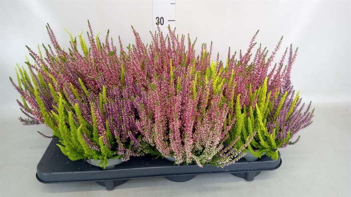 <h4>Calluna vulg. 'Beauty L'  ..mix 3/p</h4>