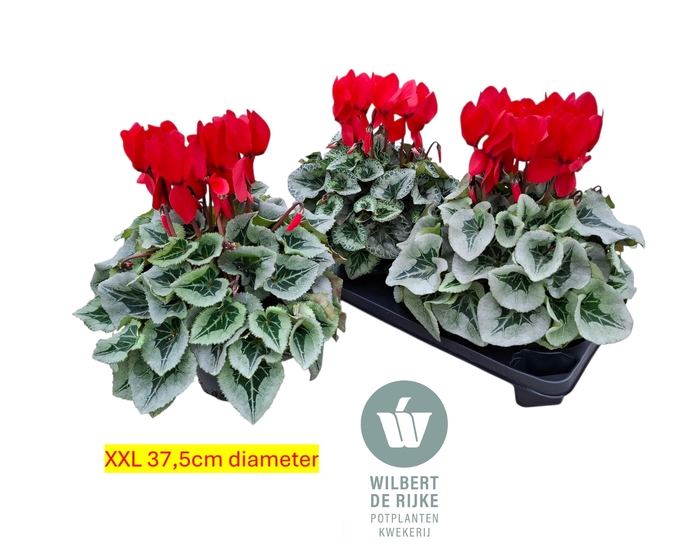 <h4>CYCL GR SUP MAMMOTH</h4>