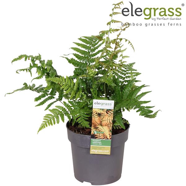 <h4>Dryopteris 'Jurassic Gold' P14</h4>