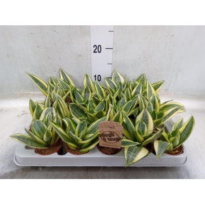 Sansevieria trifa. 'Golden Hahnii'