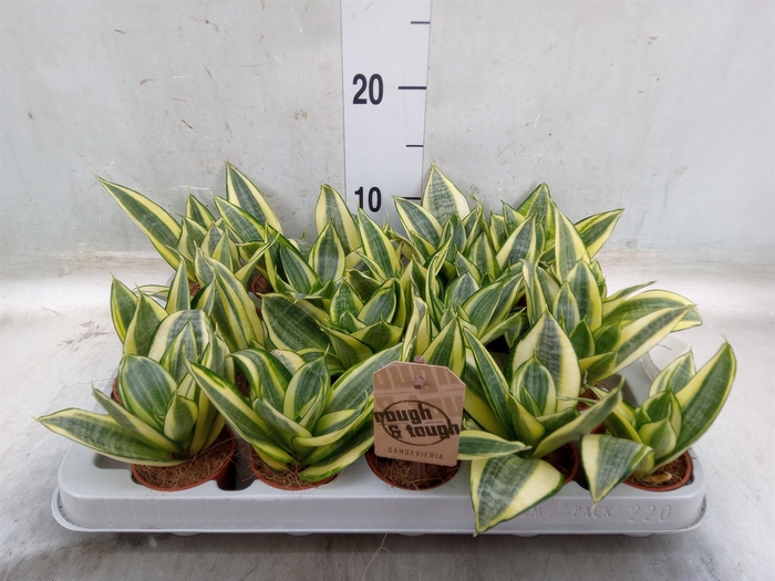 <h4>Sansevieria trifa. 'Golden Hahnii'</h4>