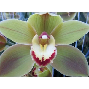 Cymbidium Jungle Trail