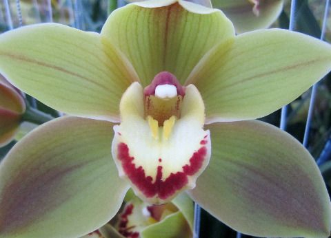 <h4>Cymbidium Jungle Trail</h4>