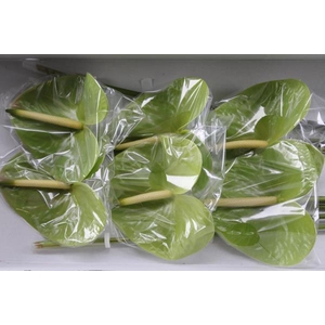 Anth A Midori Imp X10