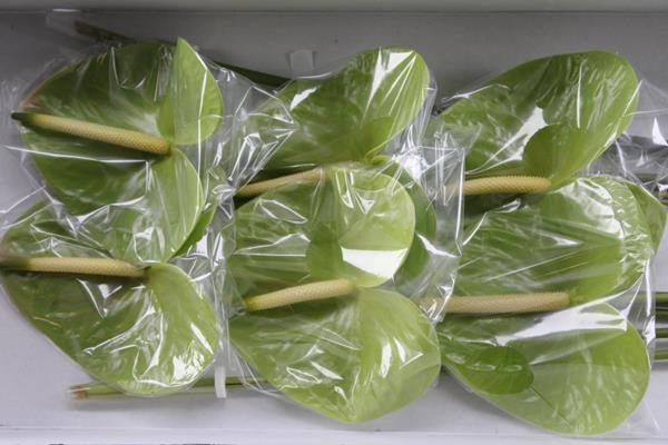 <h4>Anth A Midori Imp X10</h4>