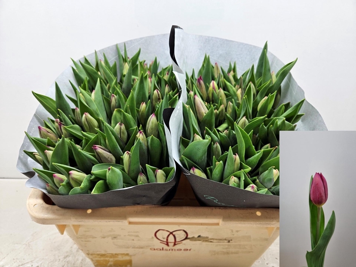 <h4>TU EN ANITA WITZIER</h4>