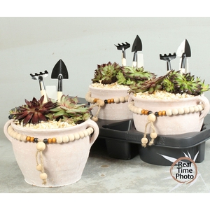 ARR SEMPERVIVUM