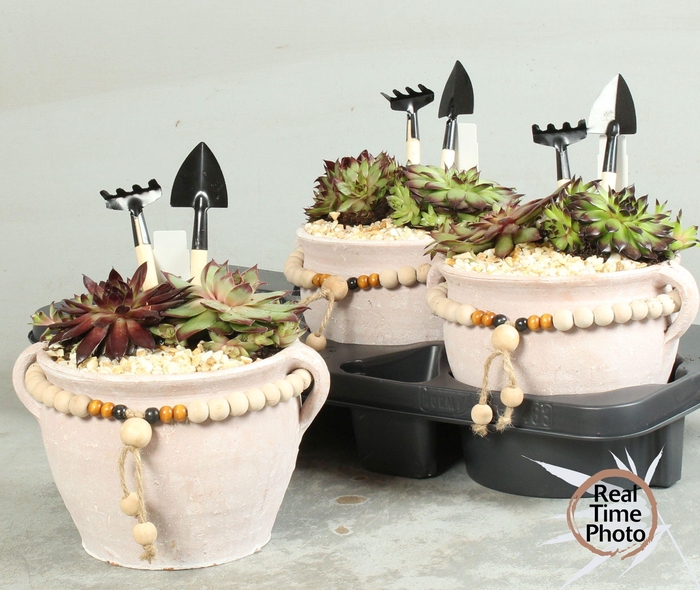 <h4>ARR SEMPERVIVUM</h4>