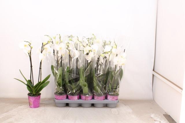 <h4>PHAL OV WIT</h4>