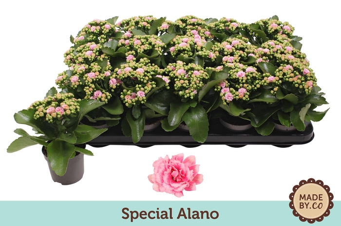 Kalanchoë Special Alano - no sleeve