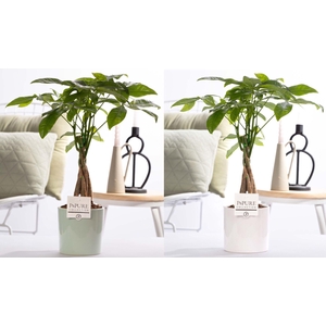 Pachira Aquatica in P&PURE Essential ceramics ass.2