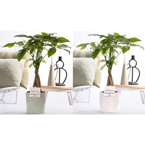 Pachira Aquatica in P&PURE Essential ceramics ass.2