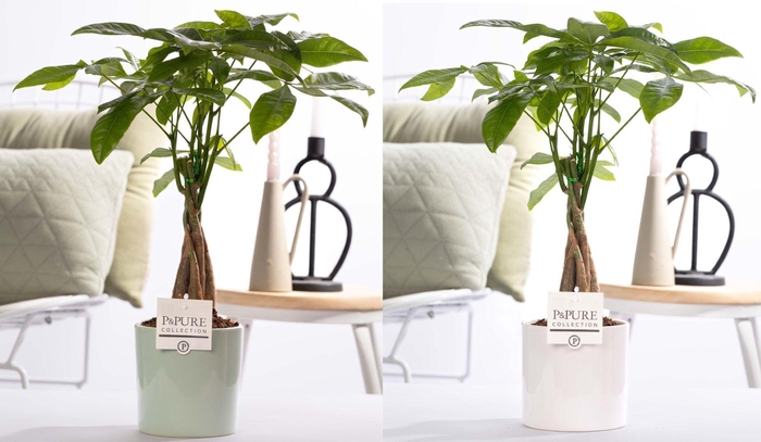 <h4>Pachira Aquatica in P&PURE Essential ceramics ass.2</h4>