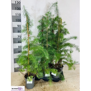 LARIX DECIDUA