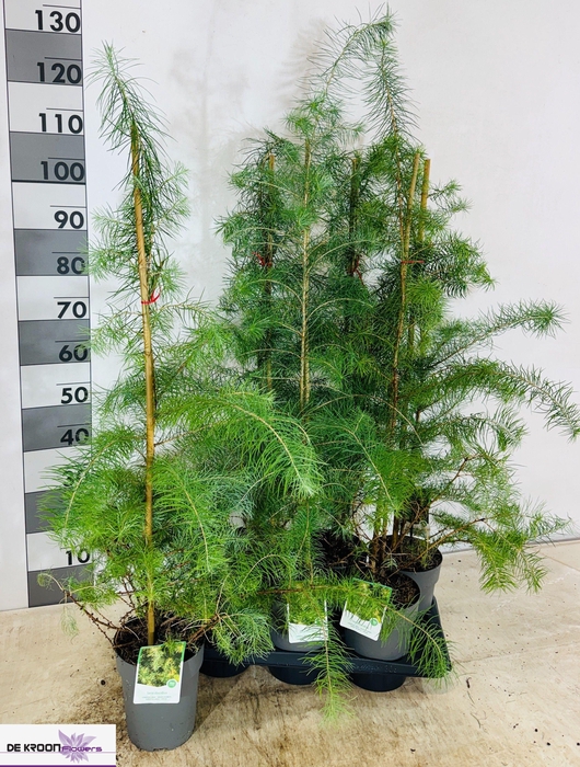 <h4>LARIX DECIDUA</h4>