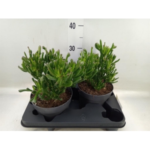 Crassula ovata 'Gollum'