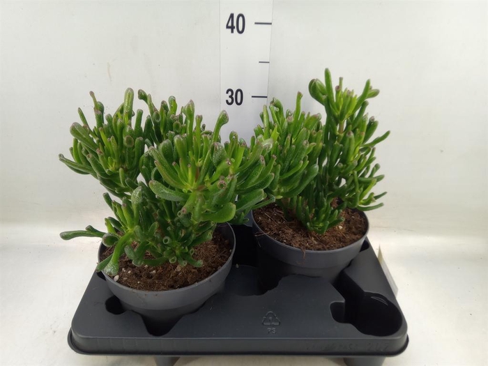 <h4>Crassula ovata 'Gollum'</h4>