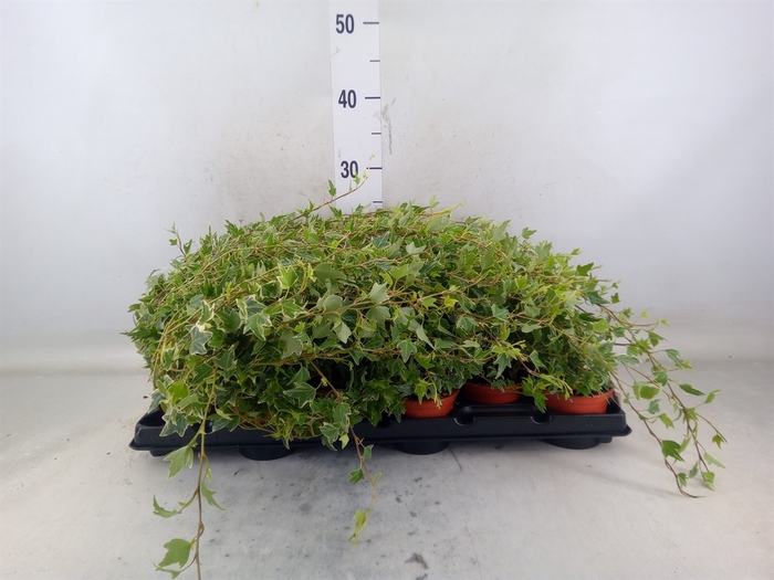 <h4>Hedera helix</h4>