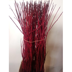 CORNUS ALBA SIBIRICA