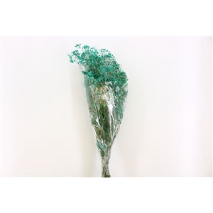 Pres Gypsophila Dusty Aqua Blue Bunch