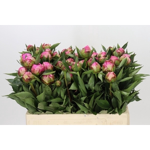 PAEONIA LACT. 'ALEXANDER FLEMING'
