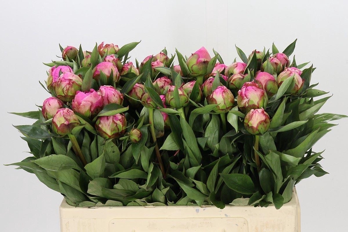 <h4>PAEONIA LACT. 'ALEXANDER FLEMING'</h4>