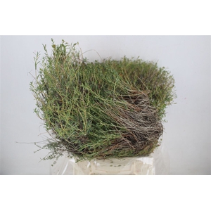 Euph Spinoza Medium 400gr P Bunch
