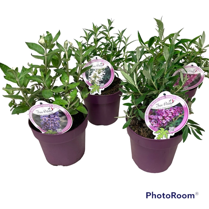 <h4>Buddleja dav. 'Free Petite' mix C3</h4>