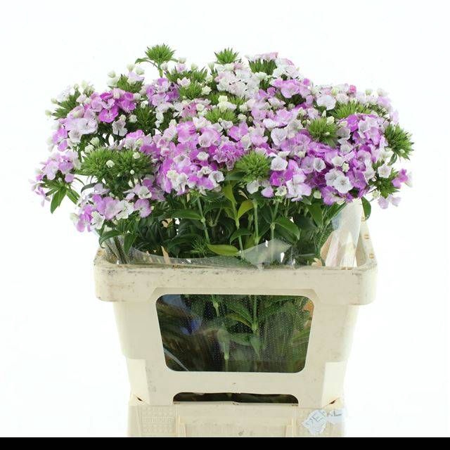 <h4>DI BARB AM ROSE</h4>